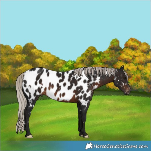 Horse Color:Gray White Spotted Silver Brown Appaloosa