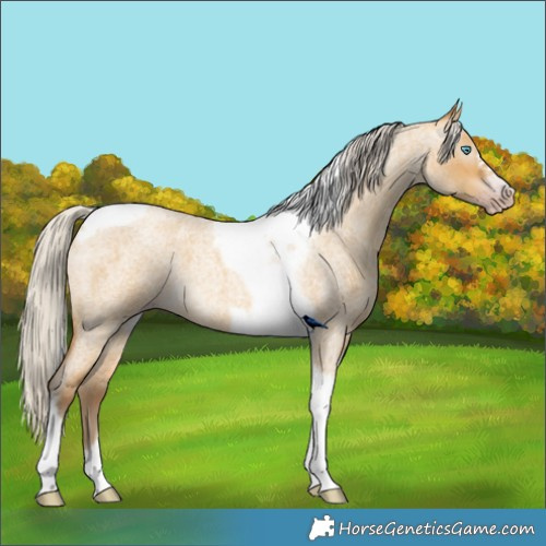 Horse Color:Gray Silver Amber Cream Champagne Roan Dun Splash Tobiano Frame Rabicano 
