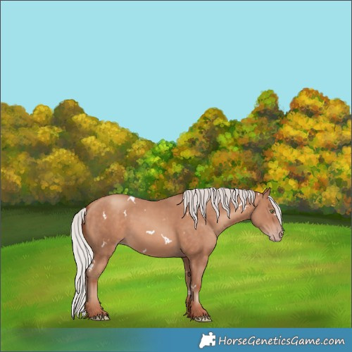 Horse Color:White Spotted Silver Sable Champagne