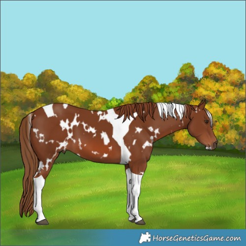 Horse Color:White Spotted Chestnut Tobiano