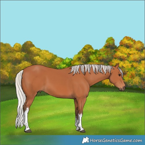 Horse Color:White Spotted Silver Bay Tobiano