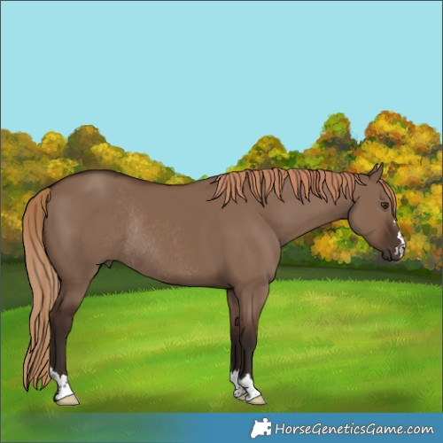 Horse Color:Liver Red Dun Rabicano 