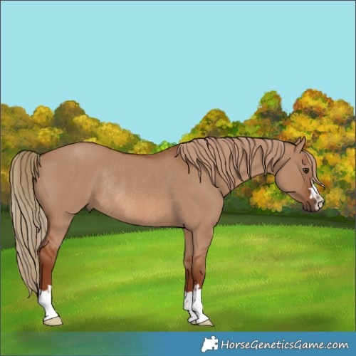 Horse Color:Red Dun Rabicano