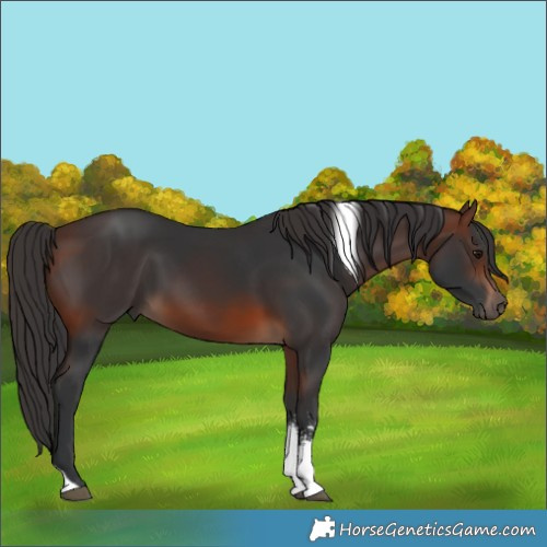 Horse Color:Brown Sabino Tobiano Rabicano