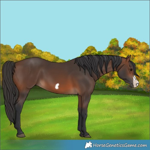 Horse Color:Brown Frame 