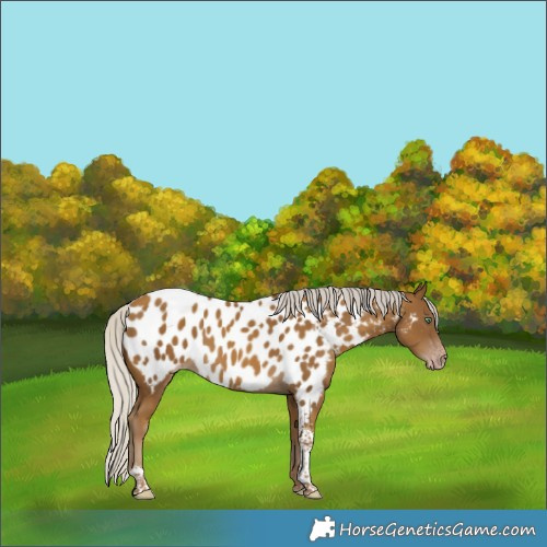 Horse Color:Gray Silver Classic Cream Champagne Tobiano Appaloosa