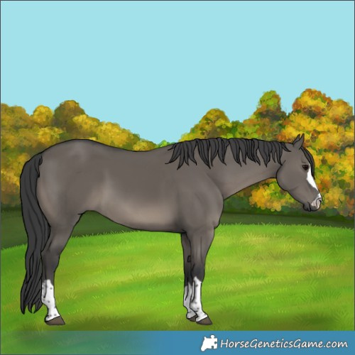 Horse Color:Grullo Rabicano