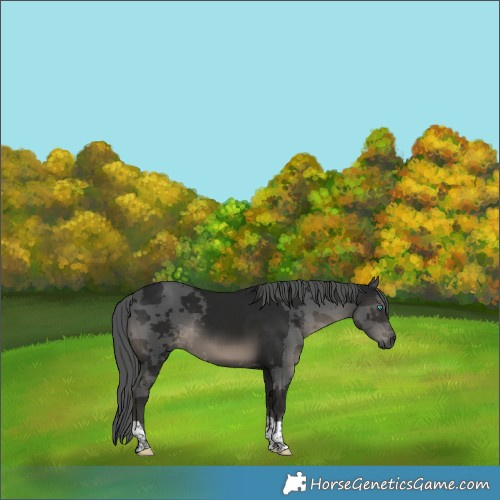 Horse Color:Gray Smoky Black Merle Tobiano