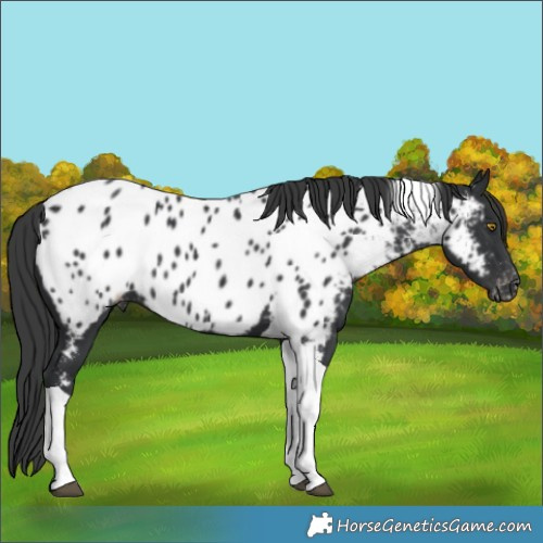 Horse Color:Black Tobiano Near Leopard