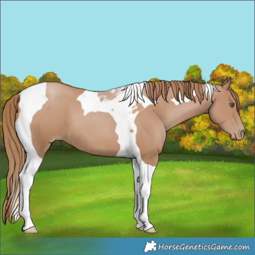 Horse Color:Black Pearl Tobiano 