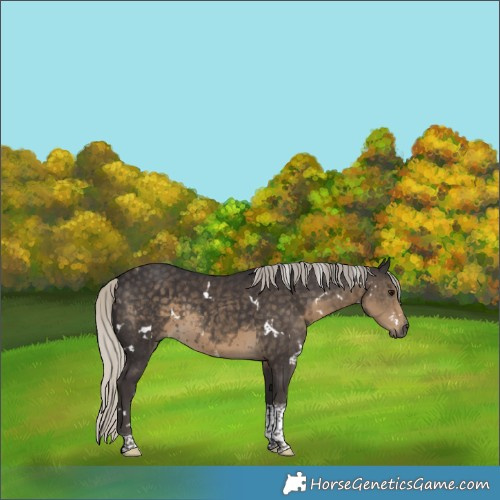 Horse Color:White Spotted Silver Smoky Black Tobiano