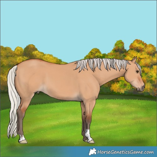 Horse Color:Silver Bay Dun 