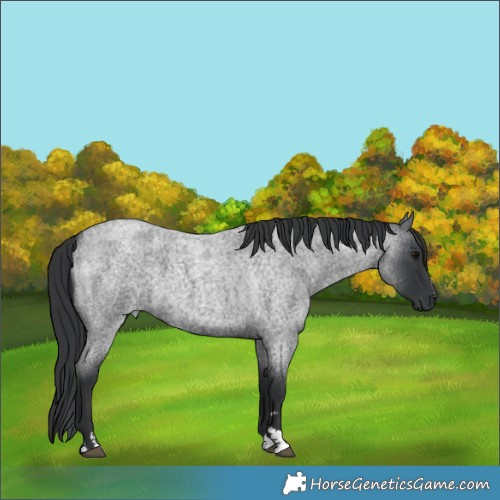 Horse Color:Blue Roan 