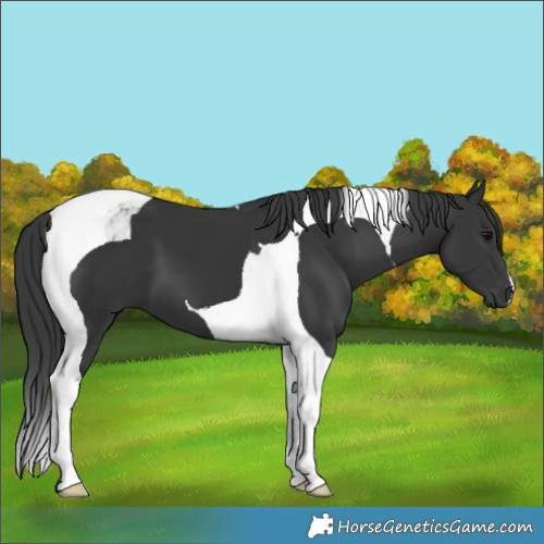 Horse Color:Black Tobiano 