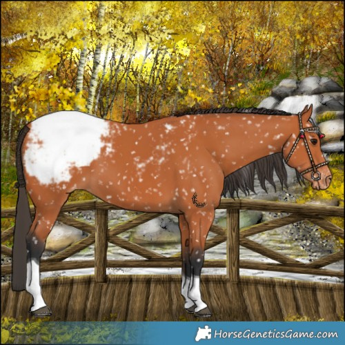 Horse Color:Bay Tobiano Snowcap