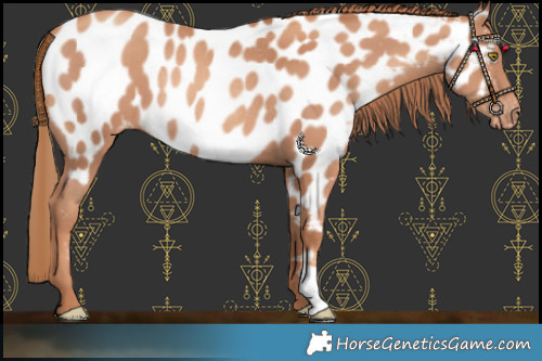 Horse Color:Gold Champagne Near Leopard Rabicano