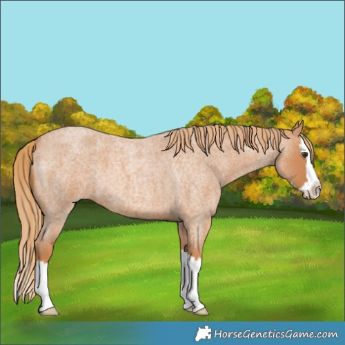 Horse Color:Red Roan Splash 