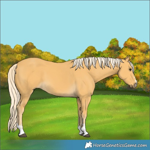 Horse Color:Palomino 