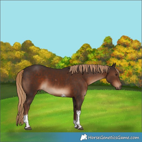 Horse Color:Liver Chestnut Tobiano
