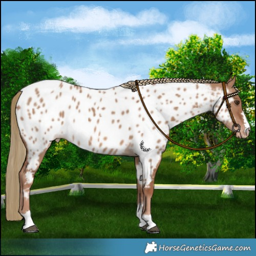 Horse Color:Red Dun Near Leopard 