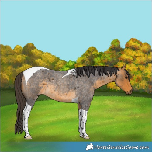 Horse Color:Buckskin Roan Tobiano