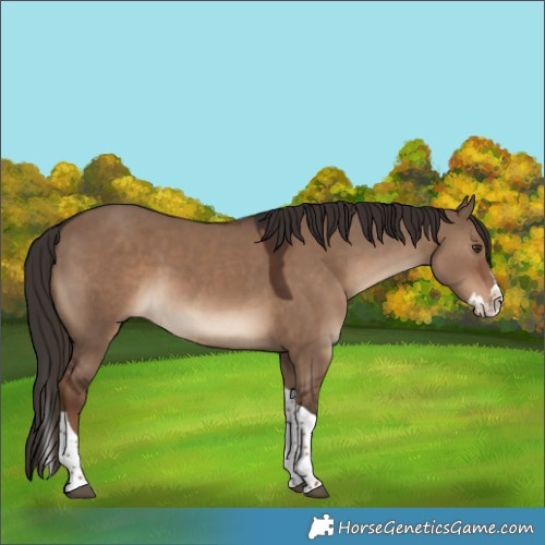 Horse Color:Liver Red Dun Splash Tobiano Rabicano
