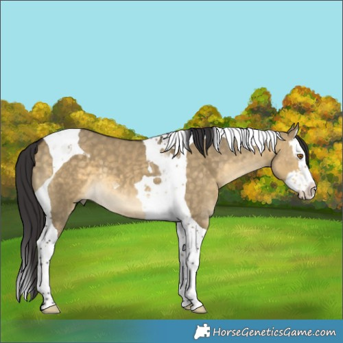 Horse Color:Buckskin Dun Splash Tobiano