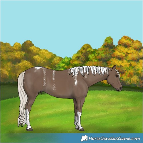 Horse Color:Powder White Silver Smoky Black Tobiano 