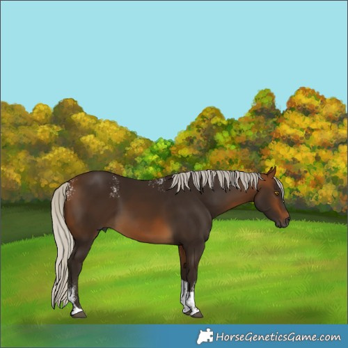 Horse Color:Powder White Gray Silver Buckskin Tobiano 