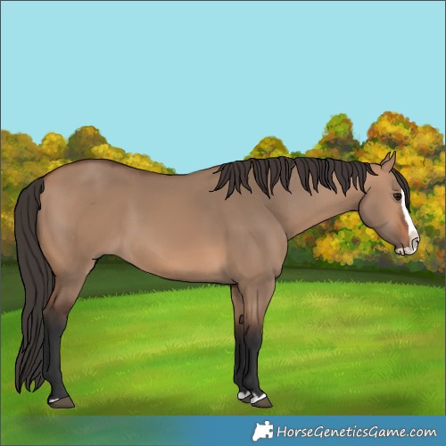 Horse Color:Bay Dun Splash 