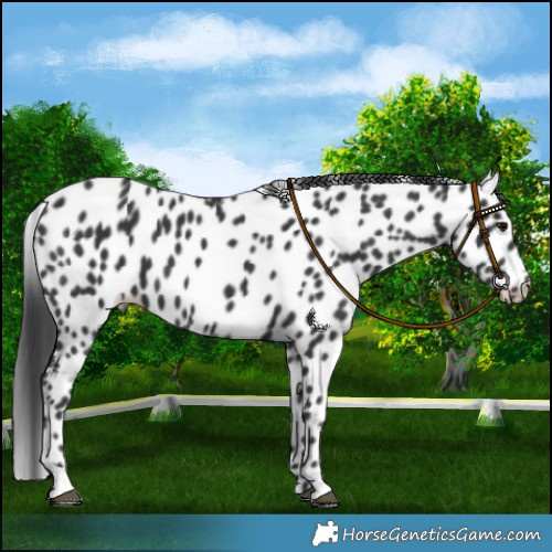 Horse Color:Black Leopard