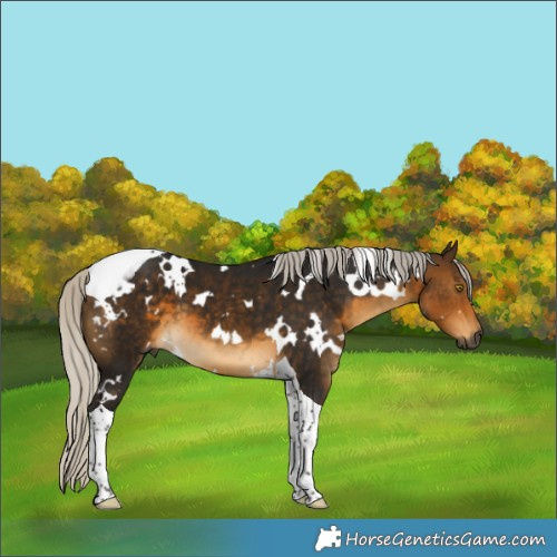 Horse Color:Gray White Spotted Silver Buckskin Tobiano 