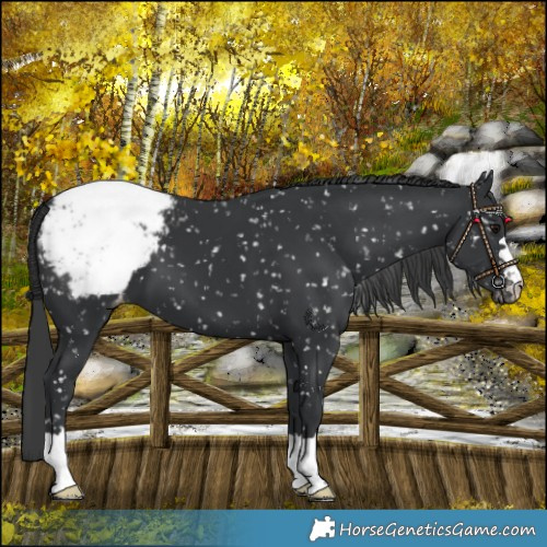 Horse Color:Black Snowcap 