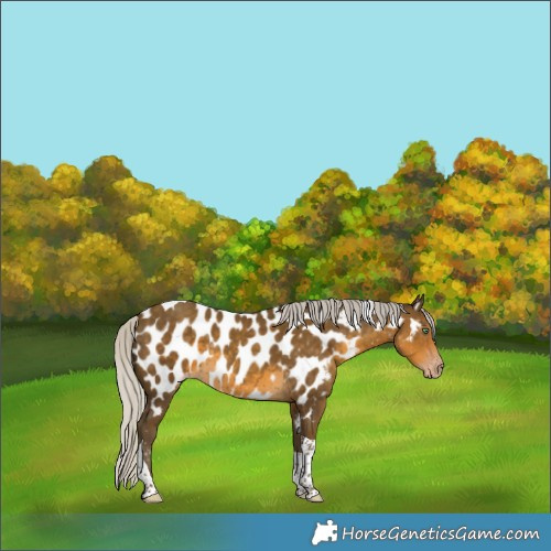 Horse Color:Gray Silver Classic Cream Champagne Tobiano Near Leopard