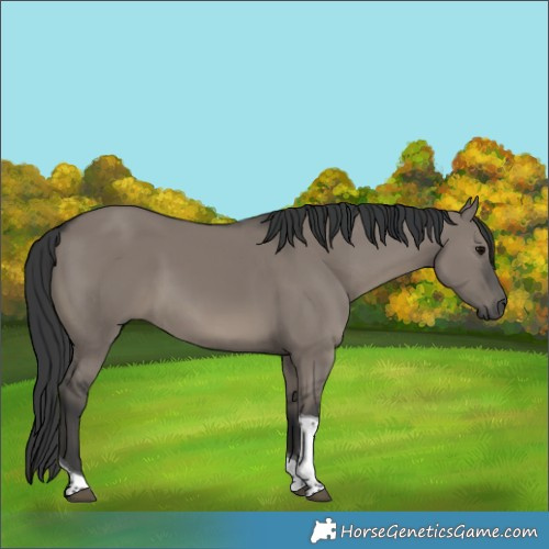Horse Color:Grullo Tobiano Rabicano