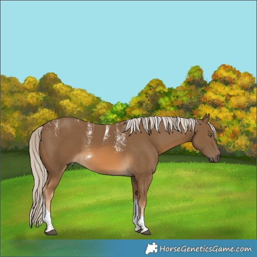 Horse Color:Powder White Chocolate Palomino Tobiano 