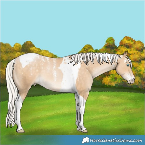 Horse Color:Powder White Silver Buckskin Tobiano