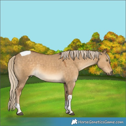 Horse Color:Chocolate Palomino Dun Tobiano