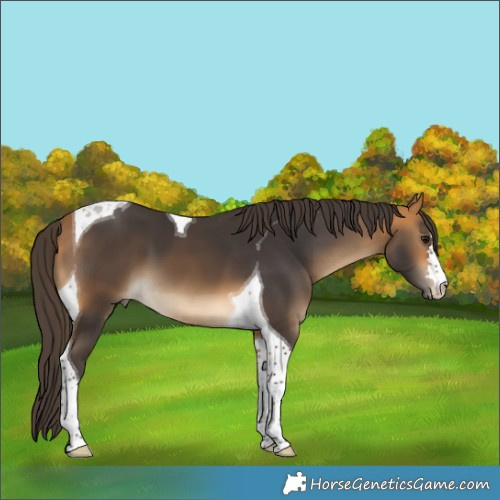 Horse Color:Buckskin Tobiano