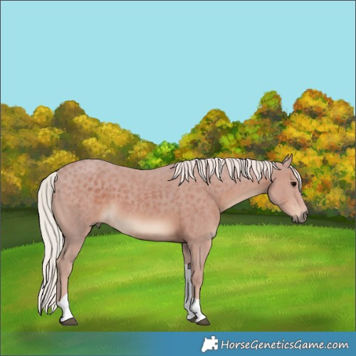 Horse Color:Silver Black Tobiano