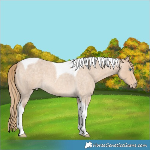 Horse Color:Perlino Roan Tobiano 