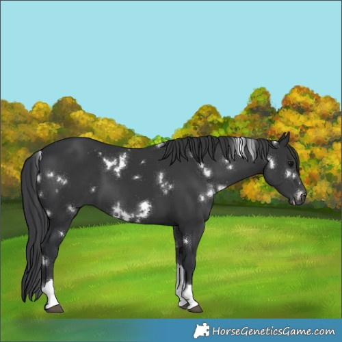 Horse Color:White Spotted Black Tobiano 