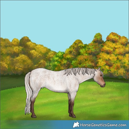 Horse Color:Silver Brown Roan Dun
