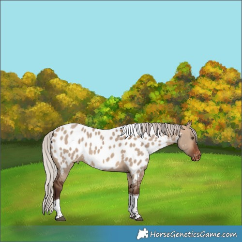 Horse Color:Silver Bay Dun Tobiano Appaloosa