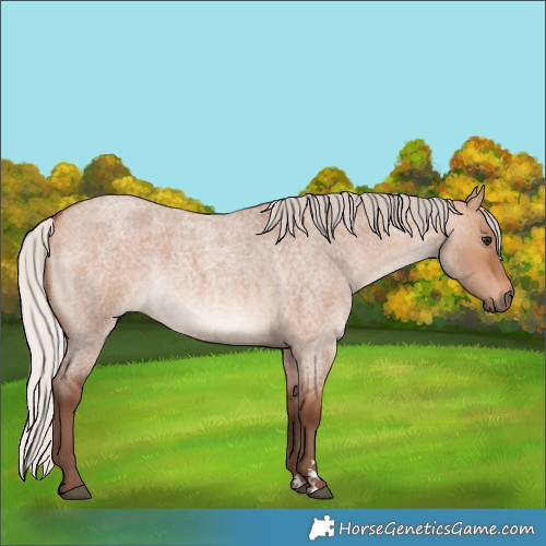 Horse Color:Silver Bay Roan Dun Rabicano 