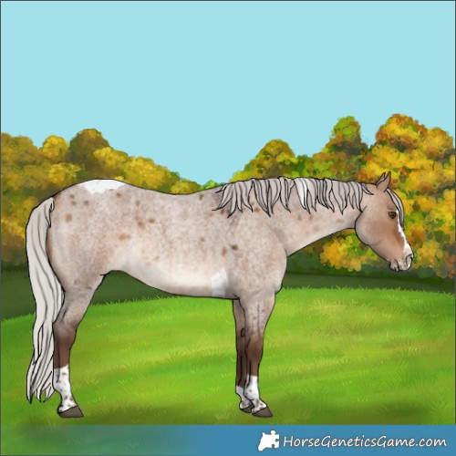 Horse Color:Silver Brown Roan Dun Splash Tobiano