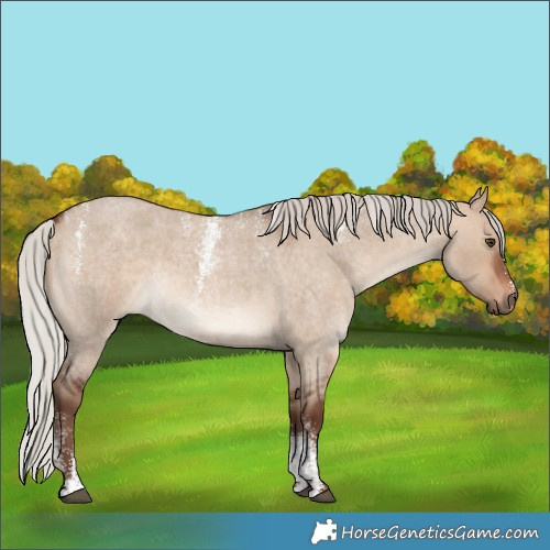 Horse Color:Powder White Silver Bay Roan Dun 