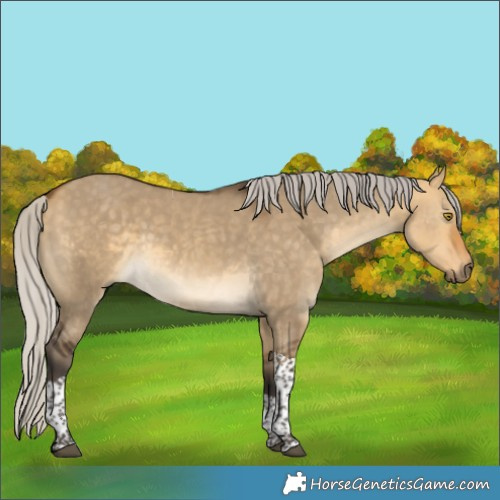 Horse Color:Silver Buckskin Dun Tobiano