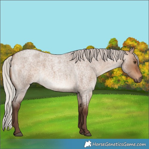 Horse Color:Silver Brown Roan Dun 
