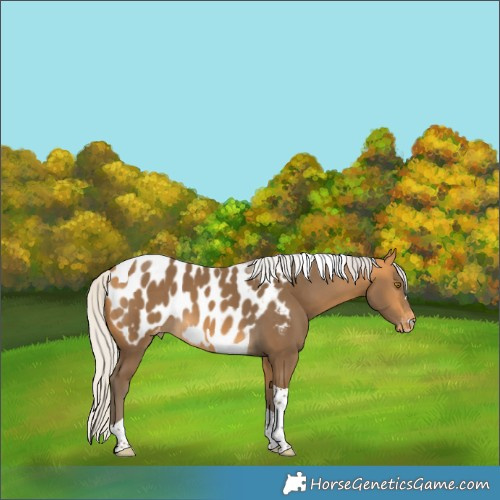 Horse Color:Silver Buckskin Tobiano Appaloosa